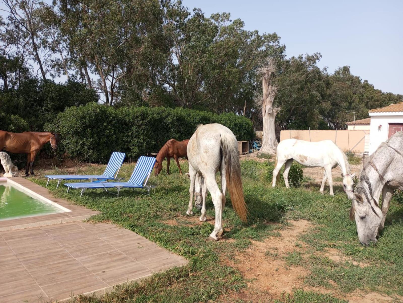 Villa Centro Ecuestre Girasol à Chiclana de la Frontera Extérieur photo